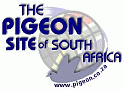 SOUTH AFRICAN PIGEON PAGE